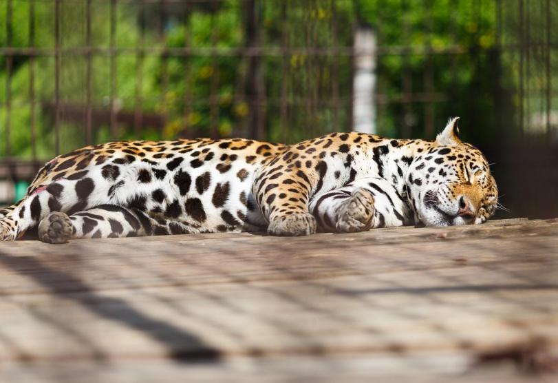 Живность Котэ Большие кошки Леопард