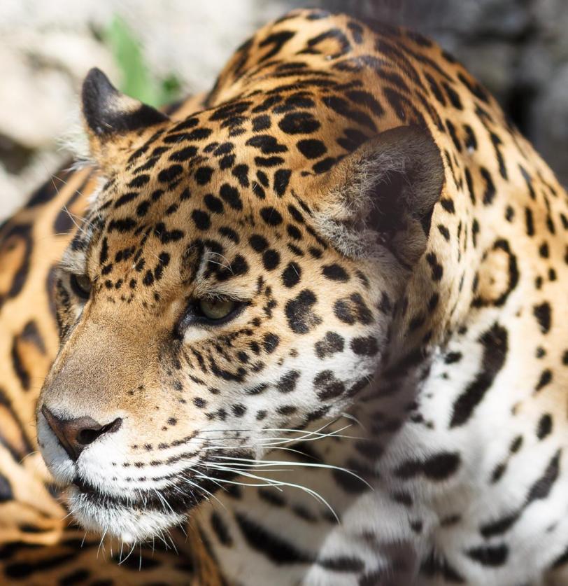 Живность Котэ Большие кошки Леопард