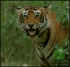 Живность Прикольные картинки тигр упоротый