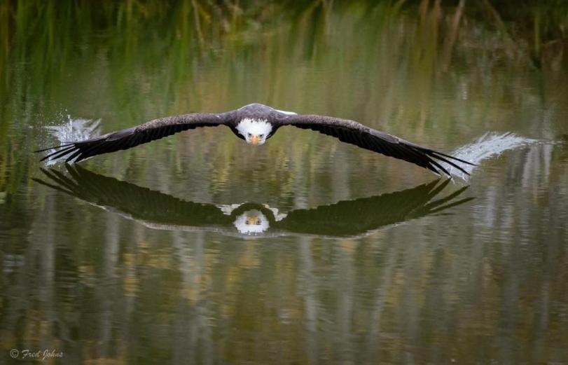 Живность Фото Природа Белоголовый орлан