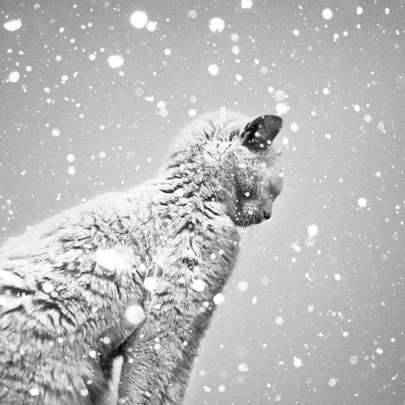 Живность кот Милота Зима снег