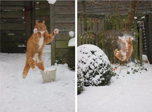 Котэ кот Милота Зима Рыжий кот снег фэйл