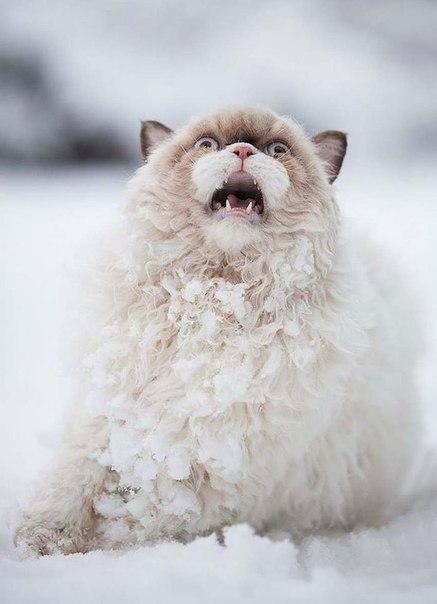 Котэ кот Милота Зима снег