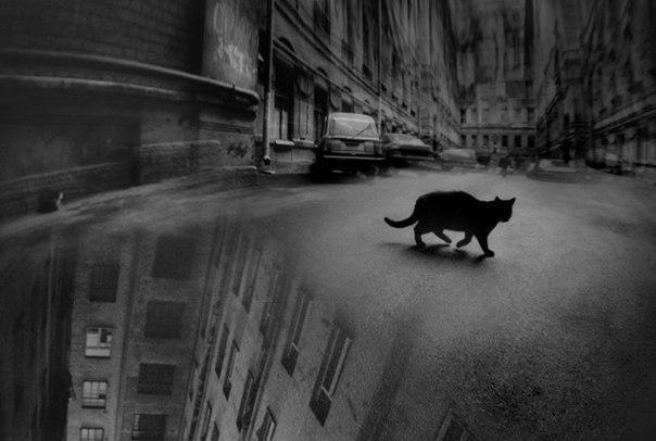 Красивые картинки Арт Котэ кот все тлен черно-белое