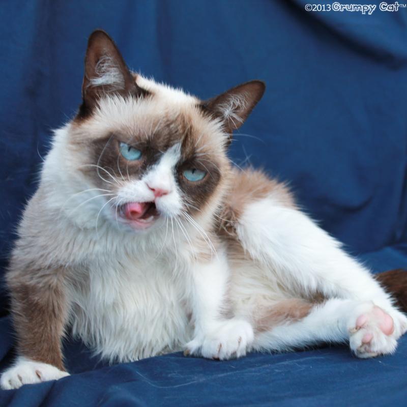 Красивые картинки Живность Котэ Фото Grumpy Cat