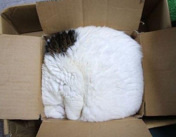 Красивые картинки Живность Котэ кот Коты и коробки коробка