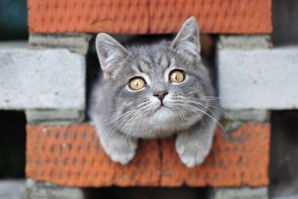 Красивые картинки Живность Котэ кот Милота