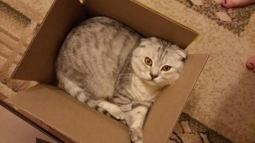 Красивые картинки Живность Котэ кот Милота Коты и коробки