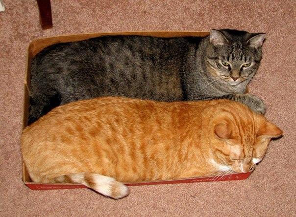Красивые картинки Живность Котэ кот Милота Коты и коробки больше котов богу котов