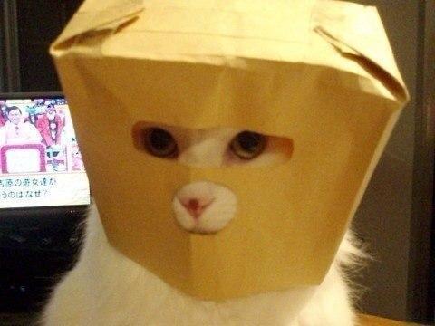 Красивые картинки Живность Котэ кот Милота Коты и коробки коробка