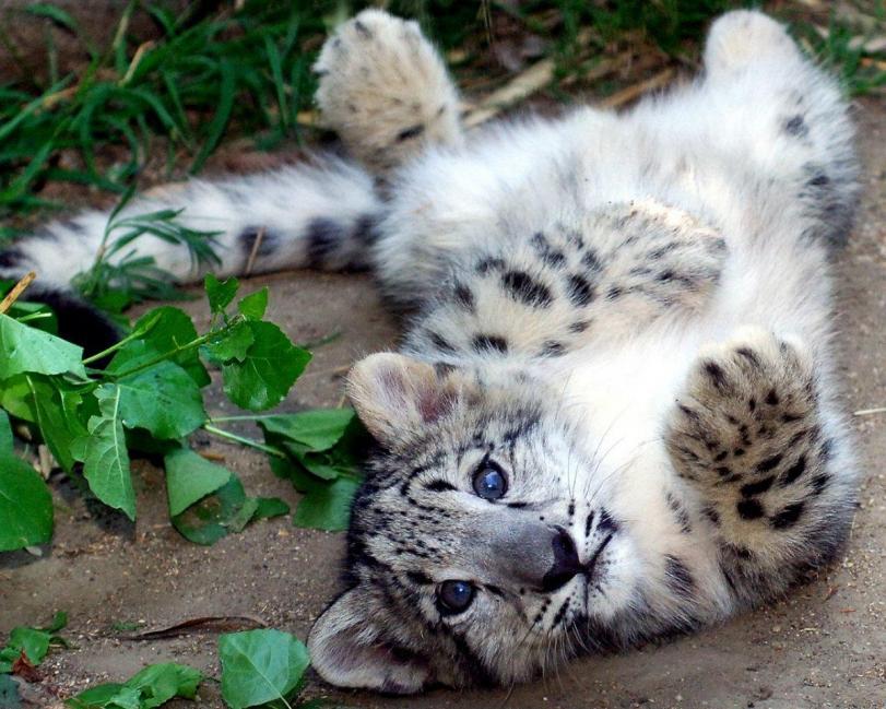 Красивые картинки Живность Котэ кот Милота Леопард котёнок