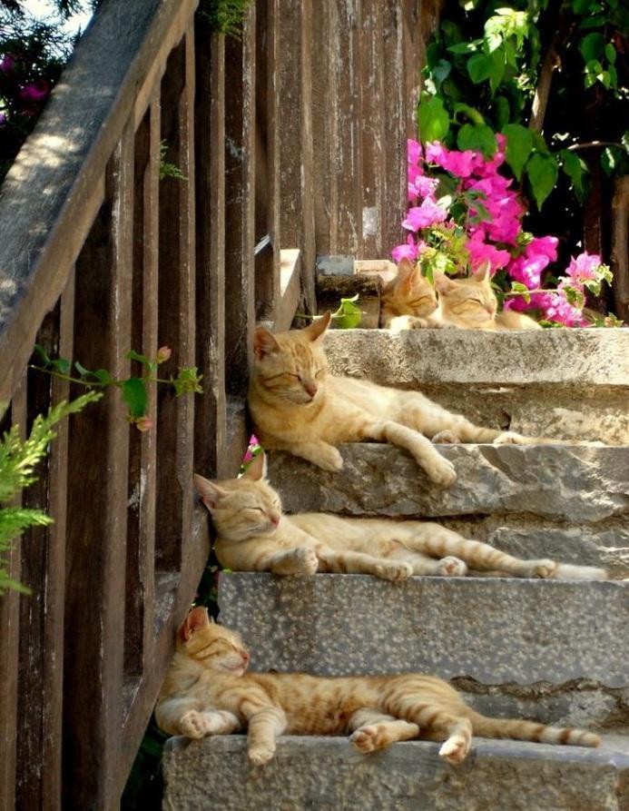 Красивые картинки Живность Котэ кот Милота Рыжий кот больше котов богу котов