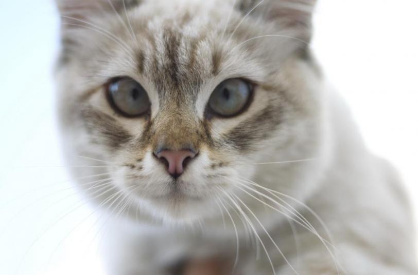 Красивые картинки Живность Котэ кот Милота косоглазый кот