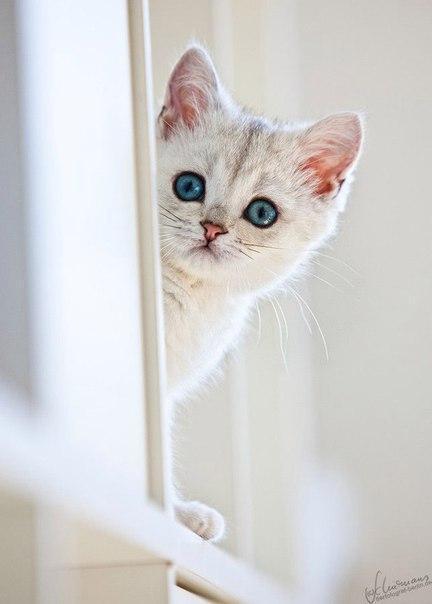 Красивые картинки Живность Котэ кот Милота котёнок