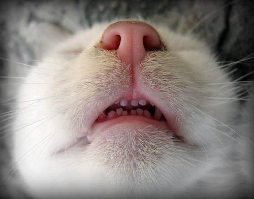 Красивые картинки Живность Котэ кот Милота нос