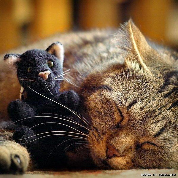 Красивые картинки Живность Котэ кот Милота сладкие сны
