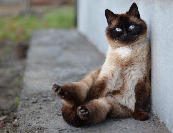 Красивые картинки Живность Котэ кот Милота толстая морда