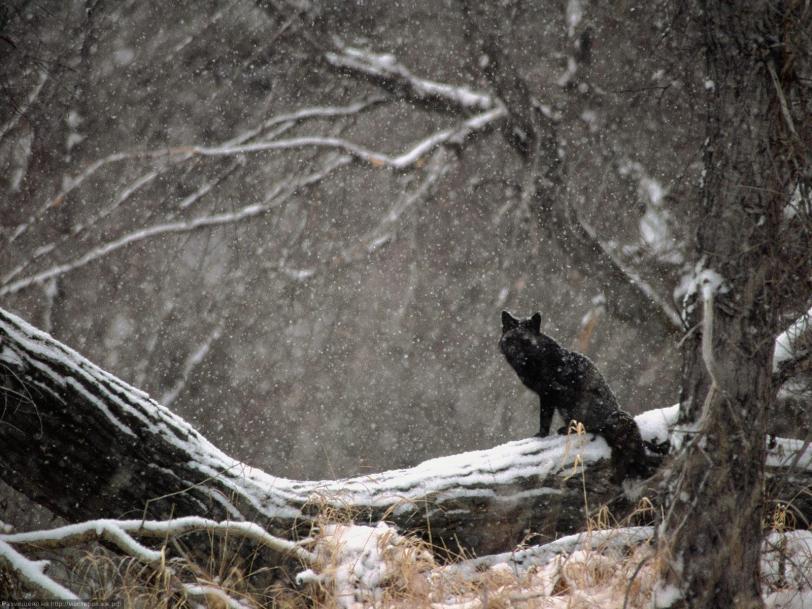 Красивые картинки Живность Милота Лиса Зима снег короткоухая лиса черная лиса