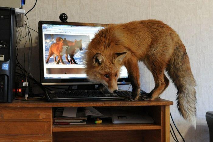 Красивые картинки Живность Милота Лиса лисица рыжая лиса