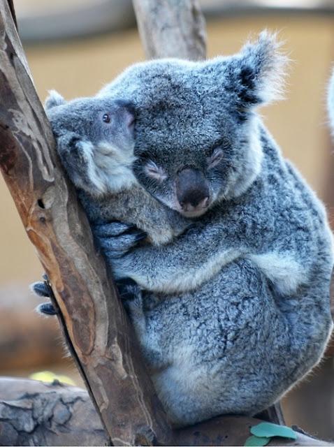 Красивые картинки Живность Милота коала ми-ми-ми