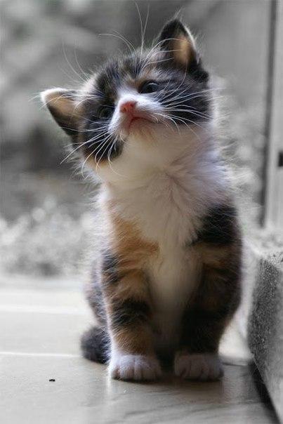 Красивые картинки Живность кот Милота котёнок