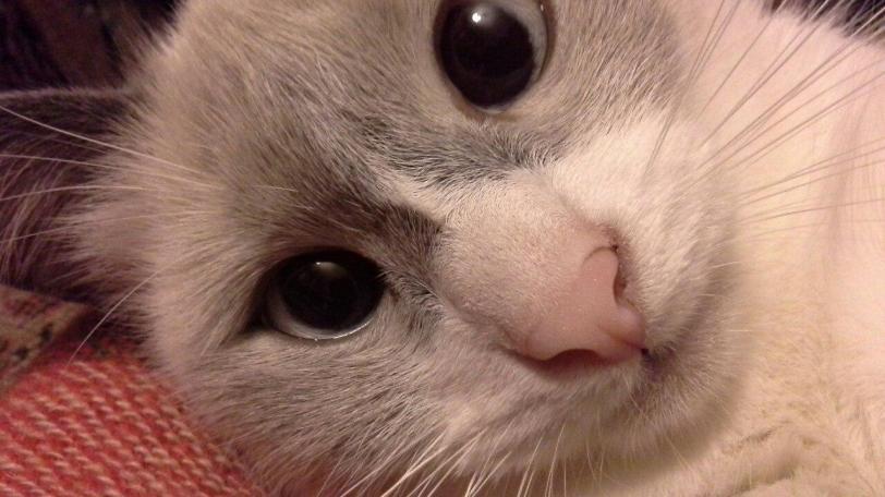 Красивые картинки Живность кот Милота кошачий нос нос