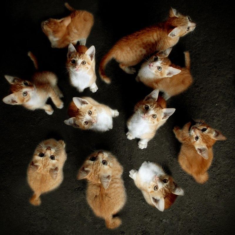 Красивые картинки Котэ Милота Рыжий кот