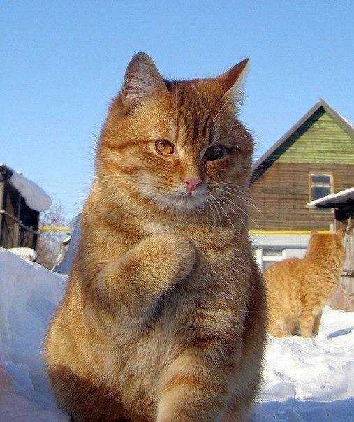 Красивые картинки Котэ Милота Рыжий кот
