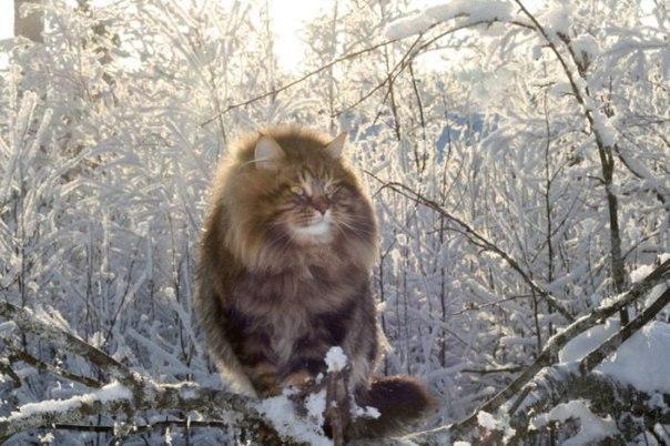 Красивые картинки Котэ кот Милота Зима Кот-облако