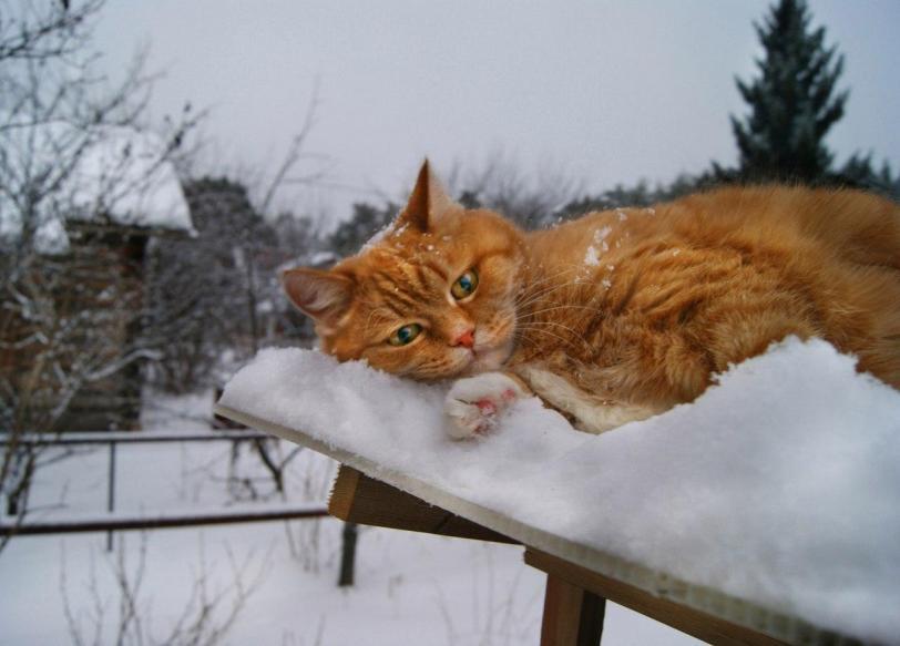 Красивые картинки Котэ кот Милота Зима Рыжий кот снег все тлен