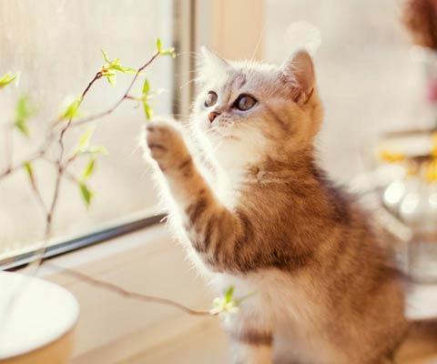 Красивые картинки Котэ кот Милота Котейка