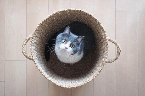Красивые картинки Котэ кот Милота Коты и коробки
