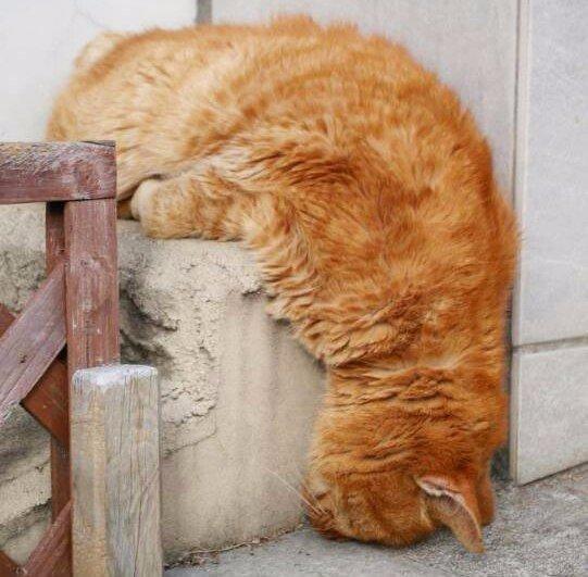 Красивые картинки Котэ кот Милота Рыжий кот