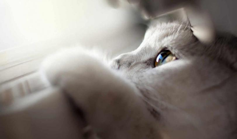Красивые картинки Котэ кот Милота глаза