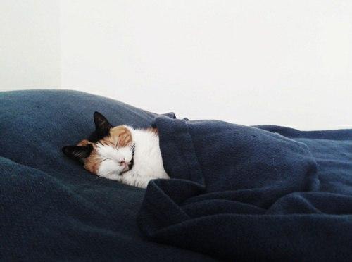 Красивые картинки Котэ кот Милота сладкие сны