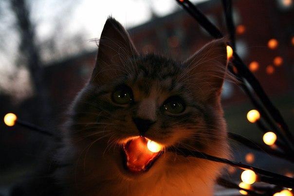 Красивые картинки Котэ кот Милота теплота внутри кота