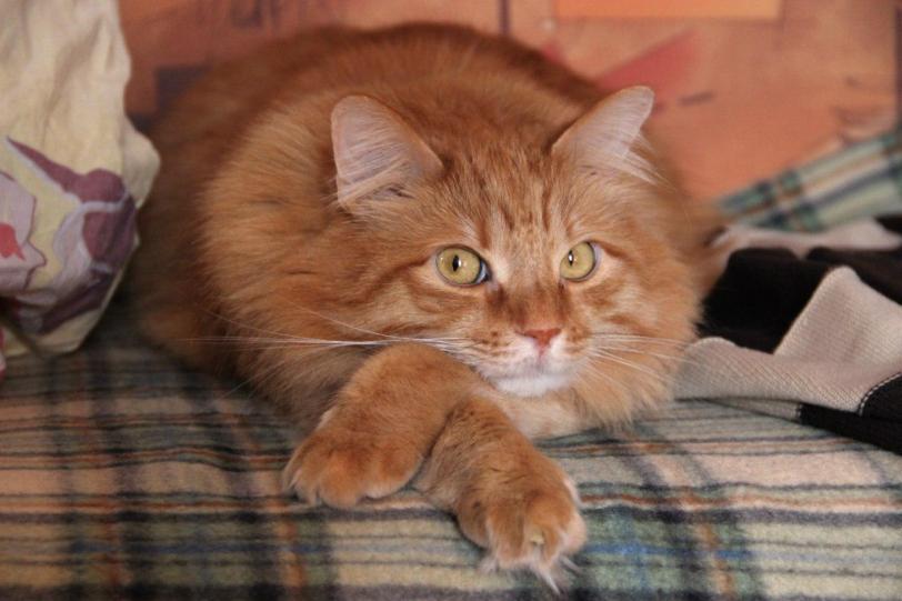 Красивые картинки Котэ кот Рыжий кот