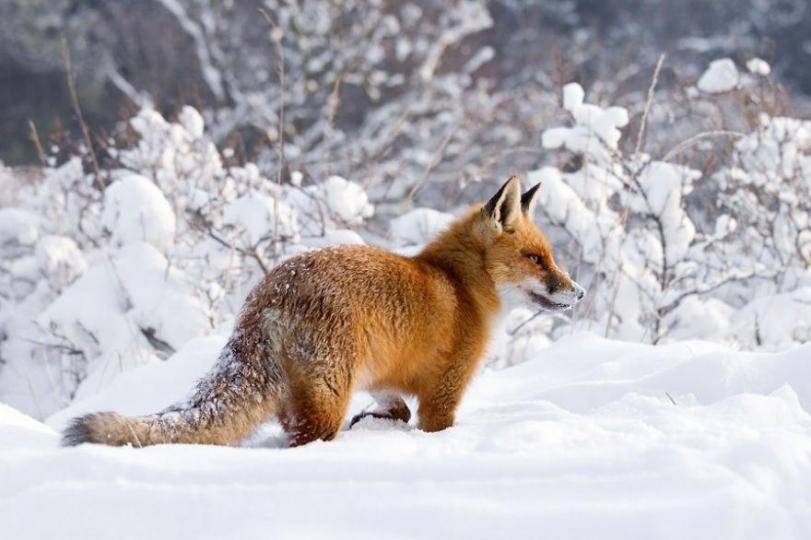Красивые картинки Лиса Пейзаж снег лисица