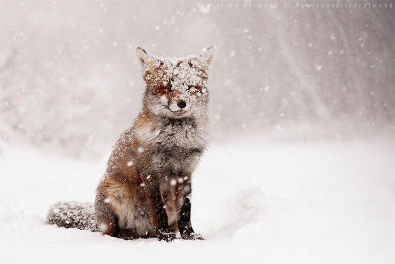 Красивые картинки Лиса Пейзаж снег лисица