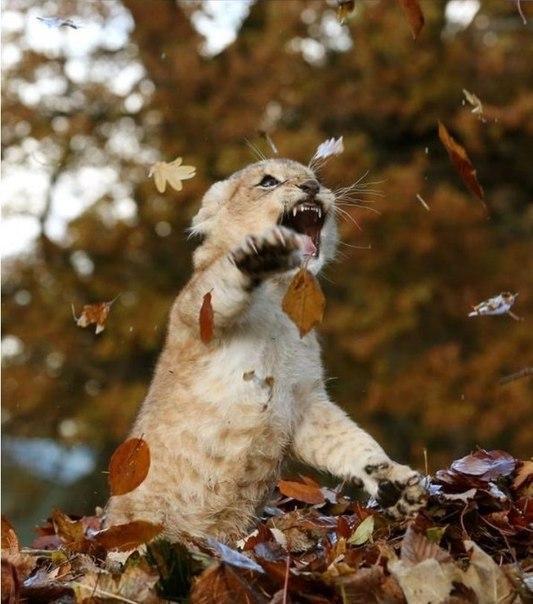 Красивые картинки Милота Большие кошки Лев Осень Листья
