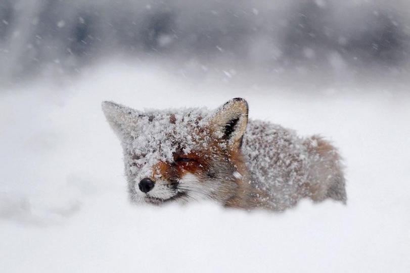 Красивые картинки Милота Лиса Пейзаж снег лисица