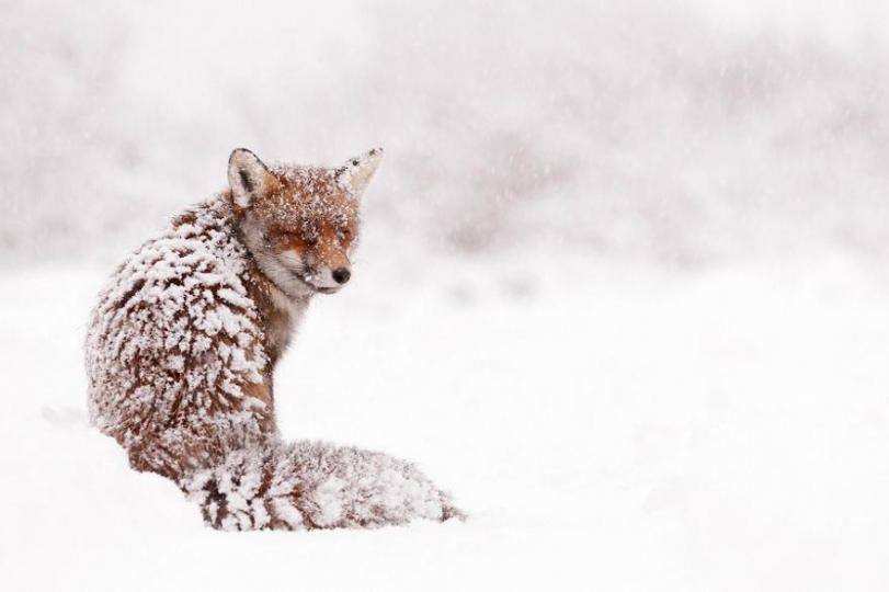 Красивые картинки Милота Лиса Пейзаж снег лисица