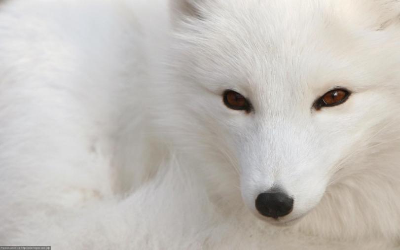 Красивые картинки Обои Живность песец полярная лиса
