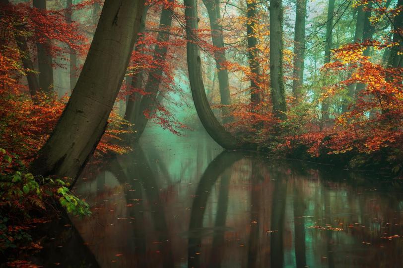 Красивые картинки Обои Фото Природа лес