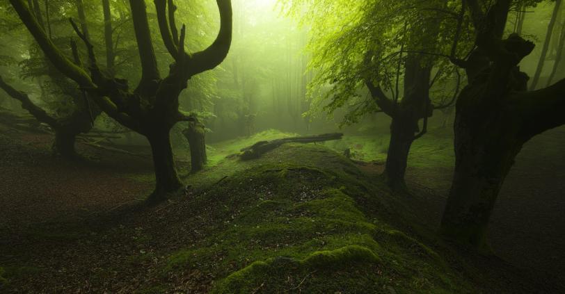 Красивые картинки Обои Фото Природа лес