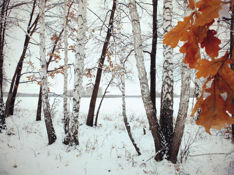 Красивые картинки Фото Пейзаж Зима