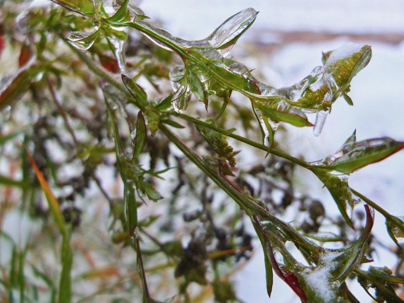Красивые картинки Фото Природа Ледяной дождь