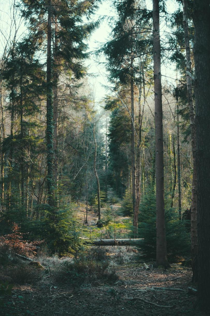 Красивые картинки Фото Природа лес