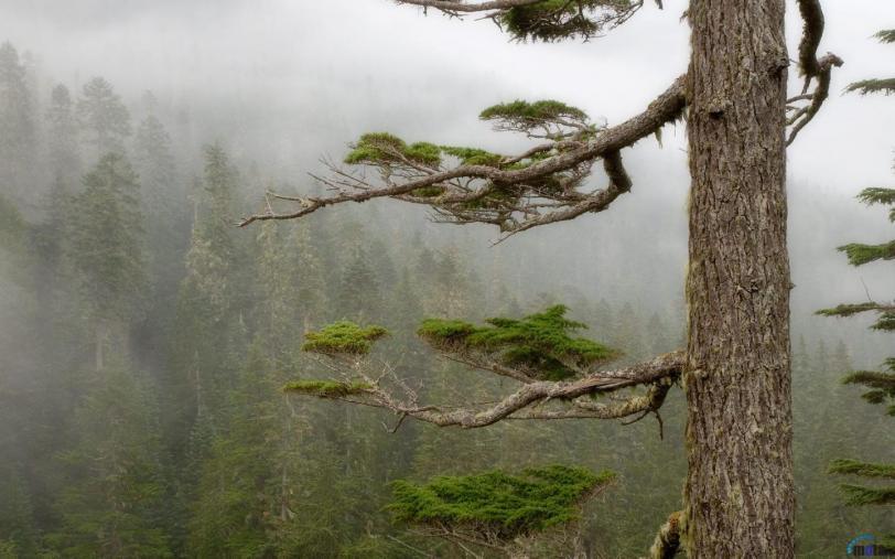 Красивые картинки Фото Природа лес магия туман