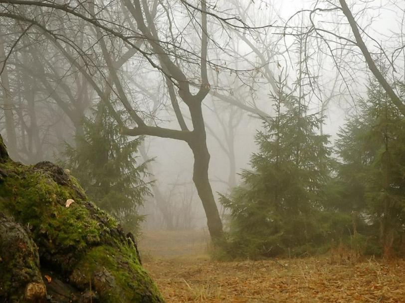 Красивые картинки Фото Природа лес магия туман